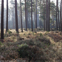 Buy canvas prints of The New Forest by Nik Taylor