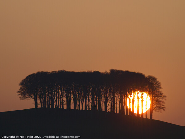 Sun setting behind the 'nearly home' trees, Devon, UK Picture Board by Nik Taylor