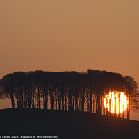 Buy canvas prints of Sun setting behind the 'nearly home' trees, Devon, UK by Nik Taylor