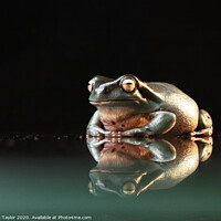 Buy canvas prints of Happy frog by Nik Taylor