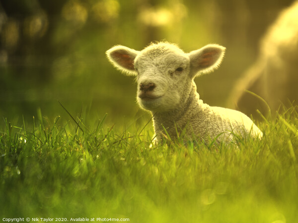 Young lamb enjoying the sunshine  Picture Board by Nik Taylor