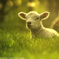 Buy canvas prints of Young lamb enjoying the sunshine  by Nik Taylor