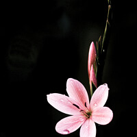 Buy canvas prints of Pink Kaffir Lily by Nik Taylor