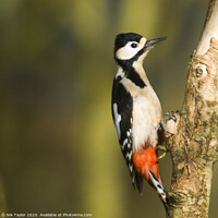 Buy canvas prints of Greater Spotted Woodpecker by Nik Taylor