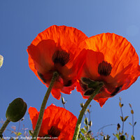 Buy canvas prints of Poppies by Nik Taylor