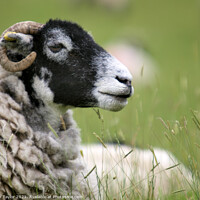 Buy canvas prints of Swaledale sheep by Nik Taylor