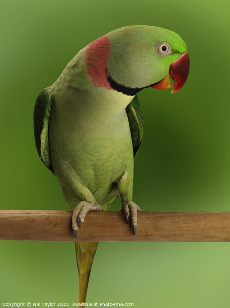  Alexandrine parrot  Picture Board by Nik Taylor