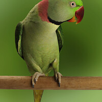 Buy canvas prints of  Alexandrine parrot  by Nik Taylor