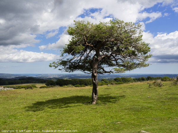 Dartmoor tree Picture Board by Nik Taylor