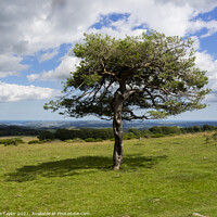 Buy canvas prints of Dartmoor tree by Nik Taylor