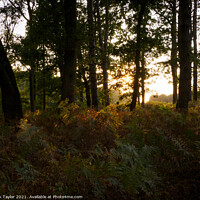 Buy canvas prints of Thetford Forest sunset by Nik Taylor