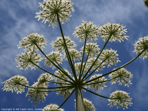 Cow Parsley Picture Board by Nik Taylor