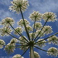 Buy canvas prints of Cow Parsley by Nik Taylor