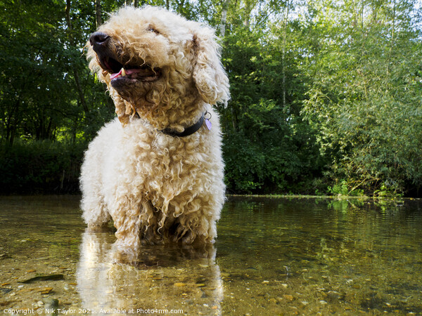 Dog in a river Picture Board by Nik Taylor
