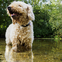 Buy canvas prints of Dog in a river by Nik Taylor