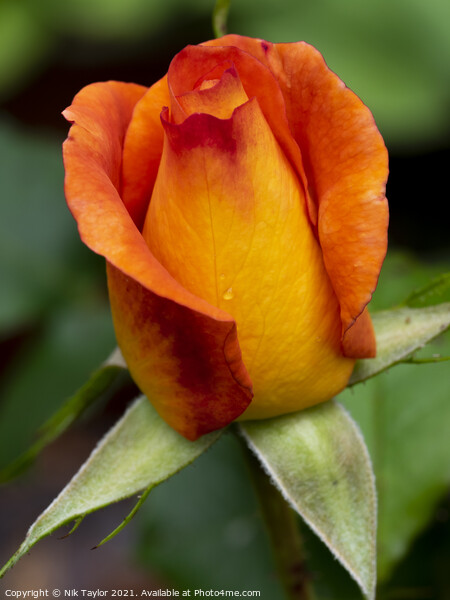 Orange and red rose bud Picture Board by Nik Taylor