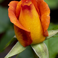 Buy canvas prints of Orange and red rose bud by Nik Taylor