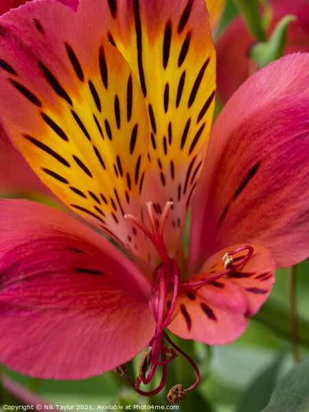 Alstroemeria, Peruvian lily Picture Board by Nik Taylor