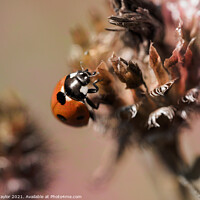 Buy canvas prints of ladybird by Nik Taylor