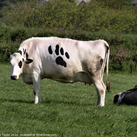 Buy canvas prints of Cow with paw print by Nik Taylor