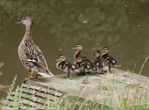 Mallard duck and ducklings Picture Board by Nik Taylor