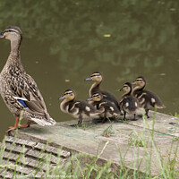 Buy canvas prints of Mallard duck and ducklings by Nik Taylor