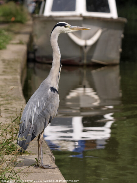 Grey Heron Picture Board by Nik Taylor