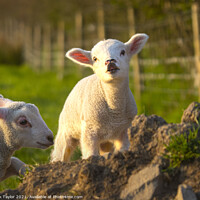 Buy canvas prints of Cute young lamb by Nik Taylor