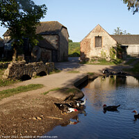 Buy canvas prints of Ducks in the farmyard by Nik Taylor