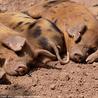 Buy canvas prints of Cute Oxford Sandy and Black piglets by Nik Taylor