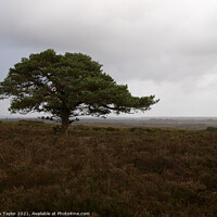 Buy canvas prints of New forest tree by Nik Taylor