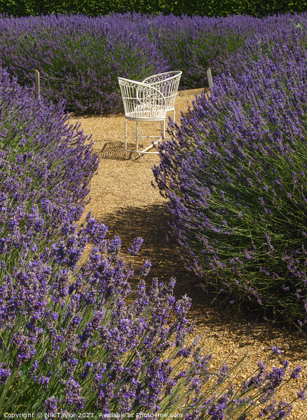 Love seat amongst lavender Picture Board by Nik Taylor
