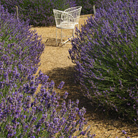 Buy canvas prints of Love seat amongst lavender by Nik Taylor