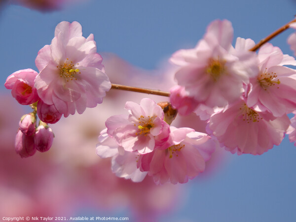 Pink blossoms on a cherry tree Picture Board by Nik Taylor