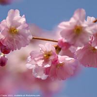 Buy canvas prints of Pink blossoms on a cherry tree by Nik Taylor