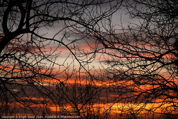 Bare tree branches in the sunset as abstract nature background Picture Board by Engin Sezer