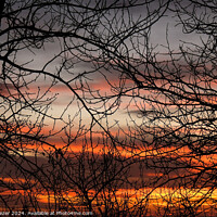 Buy canvas prints of Bare tree branches in the sunset as abstract nature background by Engin Sezer