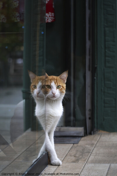 Two Colored Cat and Reflection Picture Board by Engin Sezer