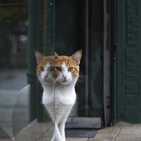 Buy canvas prints of Two Colored Cat and Reflection by Engin Sezer