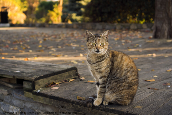 Tabby and orange colored cat is sitting on a wooden floor at a park Picture Board by Engin Sezer