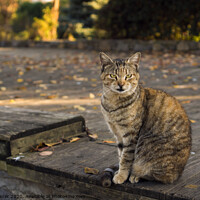 Buy canvas prints of Tabby and orange colored cat is sitting on a wooden floor at a park by Engin Sezer
