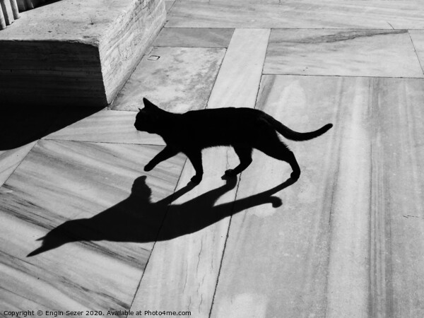 Black Cat and Shadow on Marble Floor Picture Board by Engin Sezer