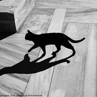Buy canvas prints of Black Cat and Shadow on Marble Floor by Engin Sezer