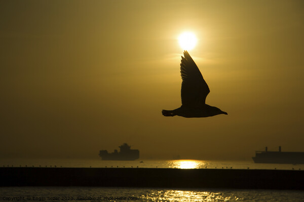 Seagull Silhouette in The Sunset at The Istanbul Picture Board by Engin Sezer