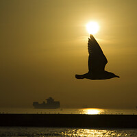 Buy canvas prints of Seagull Silhouette in The Sunset at The Istanbul by Engin Sezer