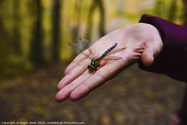 Dragonfly on Hand at Forest Picture Board by Engin Sezer