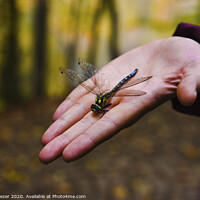 Buy canvas prints of Dragonfly on Hand at Forest by Engin Sezer