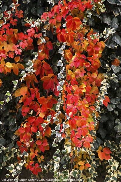 Red autumn leaves of an ivy Picture Board by Engin Sezer