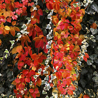 Buy canvas prints of Red autumn leaves of an ivy by Engin Sezer