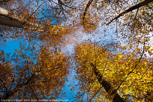 Autumn trees at forest Picture Board by Engin Sezer
